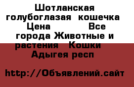 Шотланская голубоглазая  кошечка › Цена ­ 5 000 - Все города Животные и растения » Кошки   . Адыгея респ.